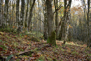 Forest in the park background, nature outside the city