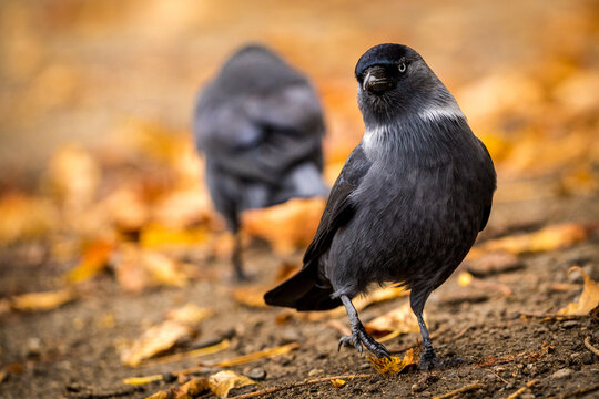 jackdaw in the park on the grass in autumn