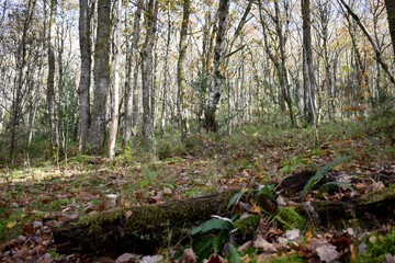 Forest in the park background, nature outside the city