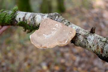 Forest in the park background, nature outside the city