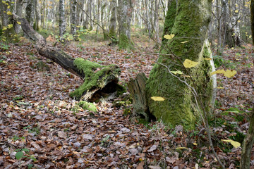 Forest in the park background, nature outside the city