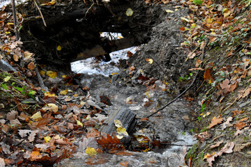 Forest in the park background, nature outside the city