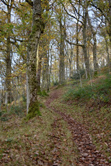 Forest in the park background, nature outside the city