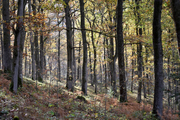 Forest in the park background, nature outside the city