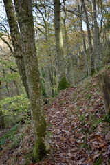 Forest in the park background, nature outside the city