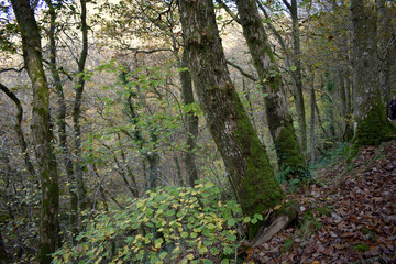Forest in the park background, nature outside the city