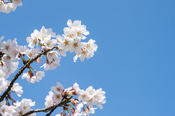 晴れた日に咲く桜