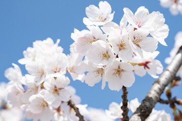 青い空と満開の桜