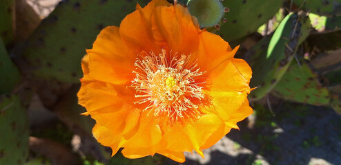 Close-up of orange flower of opuntia tomentosa. Panorama.