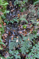 Forest in the park background, nature outside the city