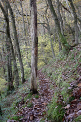 Forest in the park background, nature outside the city