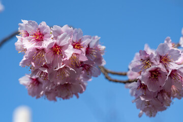 満開の越の加茂桜