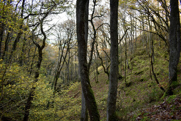 Forest in the park background, nature outside the city