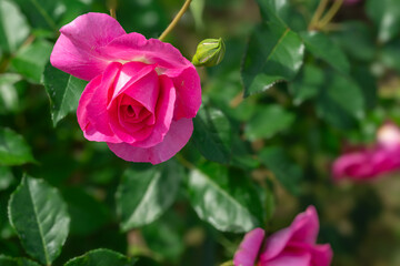 晴れの日に咲くピンクの薔薇