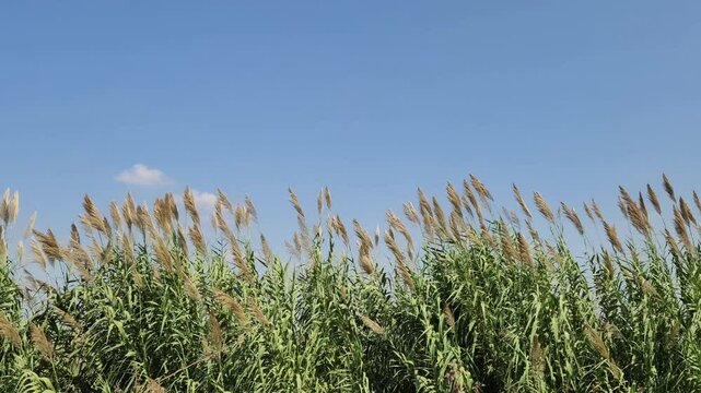 Giant reeds (Arundo donax) on the edge of an irrigation canal in Mediterranean region in autumn