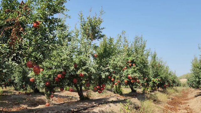 Pomegranate trees with fruits before harvest in an orchard in the Mediterranean region in October