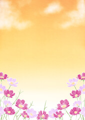 ピンクのコスモスの夕焼け背景