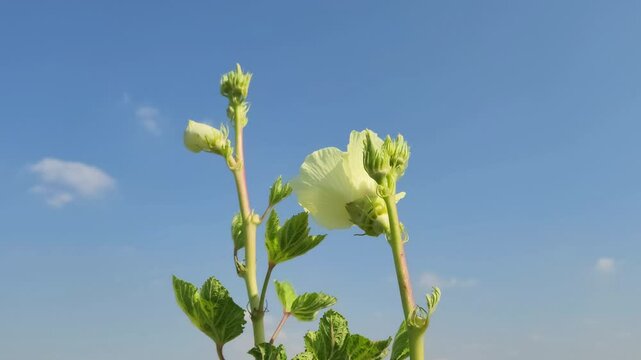 In the Mediterranean region, the flowers and green fruits of the upper end of the okra plant sway in the wind in October