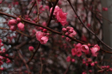 blossom in spring