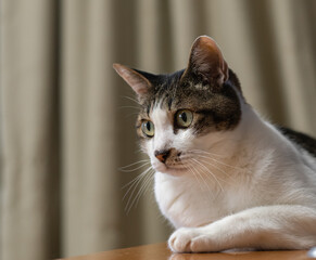 寝そべってくつろぐ可愛い猫　キジトラ白