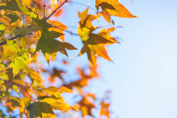 A frame of yellow and orange maple leaves against a blue sky on an autumn sunny day in October.