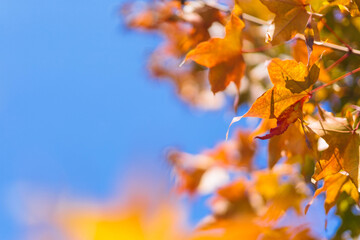 A frame of yellow and orange maple leaves against a blue sky on an autumn sunny day in October.