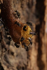 Beautiful Meliponas Maya stingless bees.A stingless bee is a bee that appears very similar to a honeybee, but is incapable of stinging.