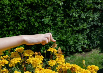 Hand over yellow flowers with butterflies in sunny garden..