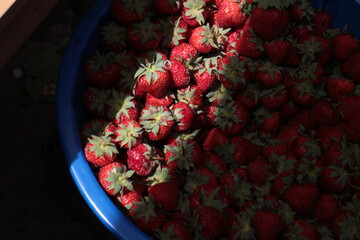 strawberries in a bucket