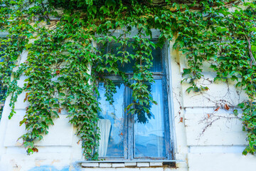 Ivy-Dripped Window on Blanched Wall