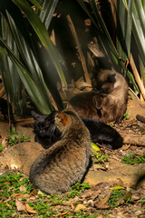 Gatos no Parque da Aclimação, São Paulo
