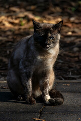 Gatos no Parque da Aclimação, São Paulo