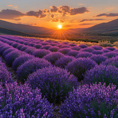 Obraz premium Stunning Sunset Over a Lavender Field in the French Countryside