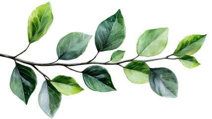 Fototapeta premium Lush green branch with diverse leaves isolated on transparent background, png