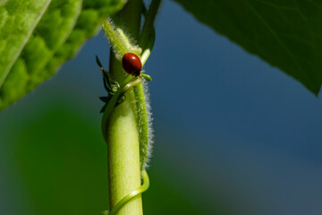 Joaninha em Ambiente Natural