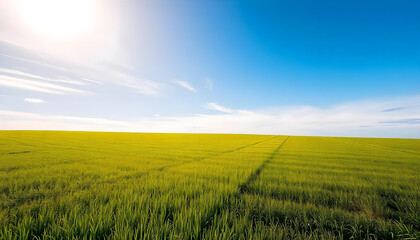 Obraz premium field of wheat