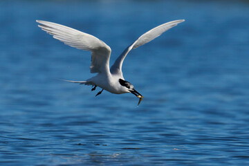 Sandwich tern (Thalasseus sandvicensis)