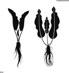 Horseradish plant. Isolated horseradish on white background 
