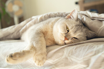 A sad British shorthair silver cat lies under a blanket.
