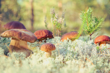 Mushrooms  Boletus Edulis  in reindeer moss close-up. Natural background.