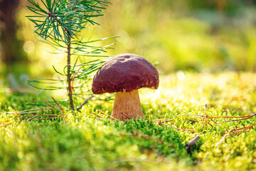 Mushroom Boletus Edulis  in green moss close-up. Natural background.