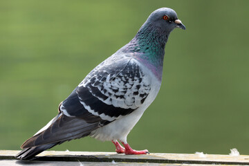Feral pigeon