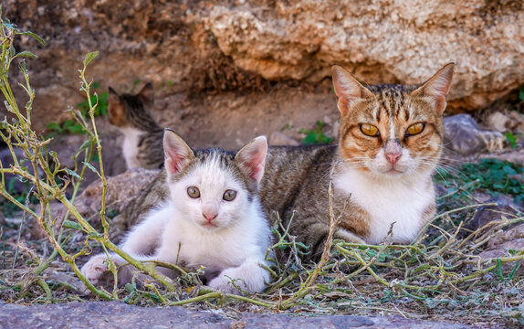 La chatte et son petit