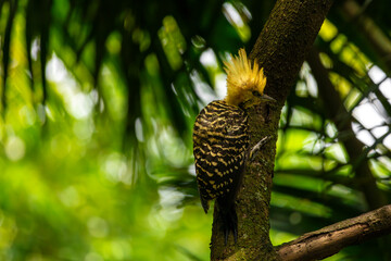 Pica-pau-de-cabeça-amarela no Parque da Aclimação, São Paulo