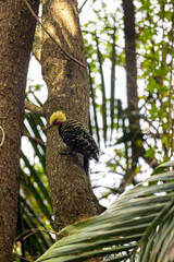Pica-pau-de-cabeça-amarela no Parque da Aclimação, São Paulo