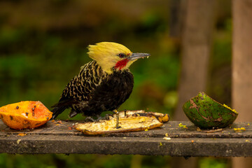 Pica-pau-de-cabeça-amarela no Parque da Aclimação, São Paulo