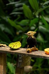 Pica-pau-de-cabeça-amarela no Parque da Aclimação, São Paulo
