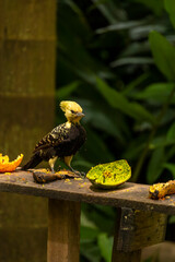 Pica-pau-de-cabeça-amarela no Parque da Aclimação, São Paulo