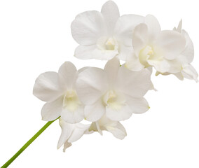 Beautiful white orchid flower isolated on white background