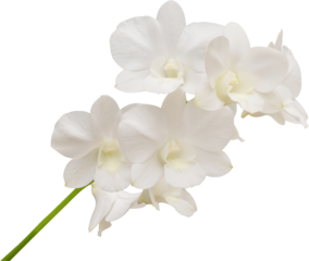 Beautiful white orchid flower isolated on white background